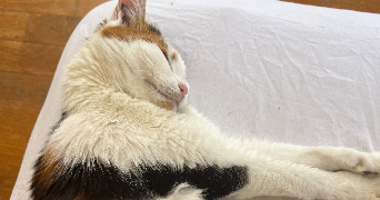 camille pet sitter à DIJON 21000_2