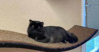 enola pet sitter à Mondonville 31700_2