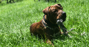 elodie pet sitter à FISMES 51170_2