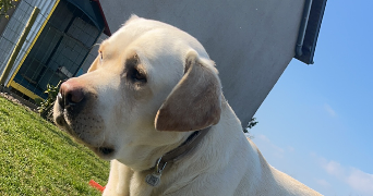 tanya pet sitter à Saint-Martin de Bonfossé 50750_2