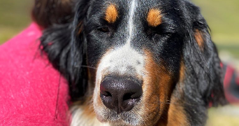 séverine pet sitter à TOULOUSE 31000_1