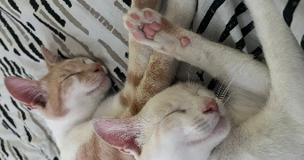 naïdie pet sitter à STRASBOURG 67000_0