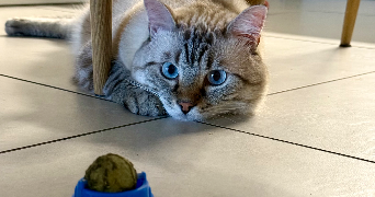 maeva pet sitter à BELFORT 90000_2