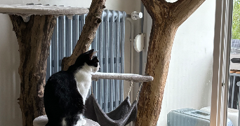 noemie pet sitter à TROSLY BREUIL 60350_6