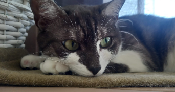 chrystelle pet sitter à ST MARTIN DES NOYERS 85140_1