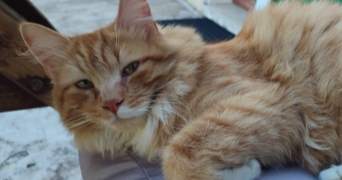 lisa pet sitter à GIERES 38610_3