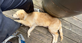 emma pet sitter à Paris 75016_6