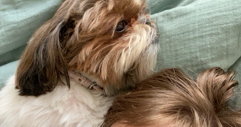 anouk pet sitter à PARIS 11 75011_2