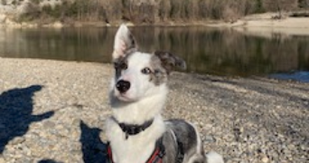 delattre pet sitter à MARSEILLE 08 13008_4
