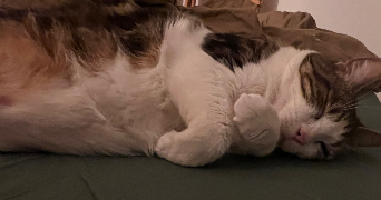 alma pet sitter à ISSY LES MOULINEAUX 92130_7