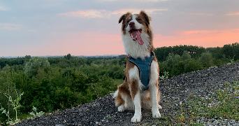 ophelie pet sitter à OIGNIES 62590_0