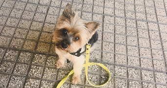 camila pet sitter à CAMBRAI 59400_5