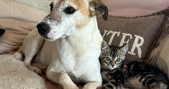 léna pet sitter à MOUAZE 35250_6