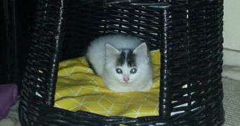 cyrielle pet sitter à ROUFFACH 68250_2