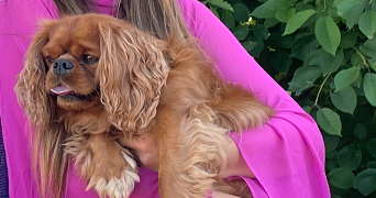ambre pet sitter à BORDEAUX 33100_1