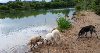 laetitia pet sitter à PLASSAY 17250_6