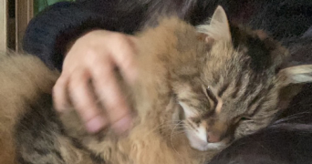 emma pet sitter à BONNIERES SUR SEINE 78270_3