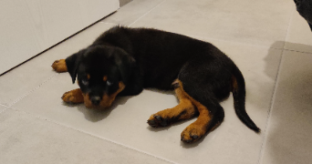 frederic pet sitter à NOISSEVILLE 57645_1