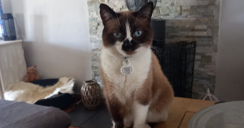 cléa pet sitter à CHANVILLE 57580_2