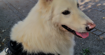 aurélie pet sitter à SOISSONS 02200_9