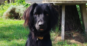 julia pet sitter à Niort 79000_18