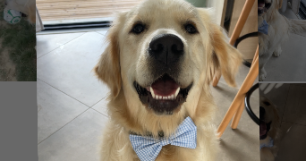 célina pet sitter à MONTREVERD 85260_0