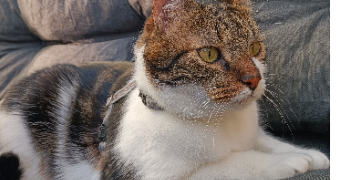 camille pet sitter à PONT DE METZ 80480_1