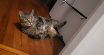 marina pet sitter à Vincennes 94300_3