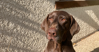 lou pet sitter à DAMMARIE LES LYS 77190_2