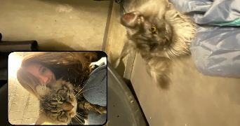 aglaé pet sitter à AUZEVILLE TOLOSANE 31320_1