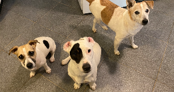 laurence pet sitter à PERPIGNAN 66000_1