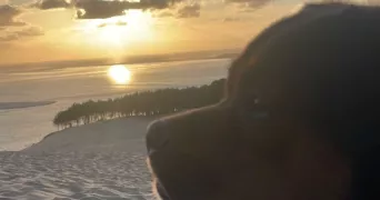 kevin pet sitter à CLERE LES PINS 37340