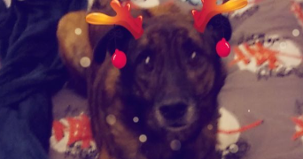 adeline pet sitter à HIREL 35120_3