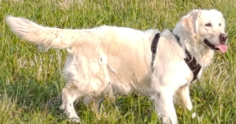 severine pet sitter à RIVE DE GIER 42800_5