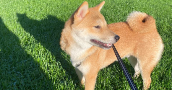 elizaveta pet sitter à VILLENEUVE LA GARENNE 92390_6