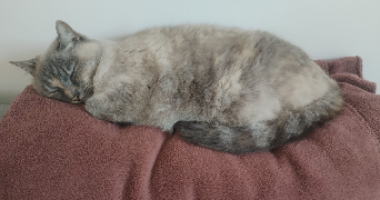 alice pet sitter à PARIS 13 75013_1