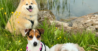 laurie pet sitter à Hauterive la fresse 25650_8