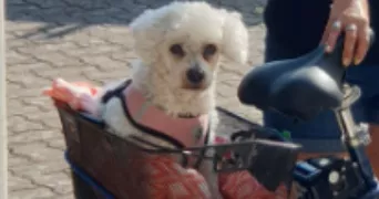 sophie dog sitter à LAGNIEU 01150