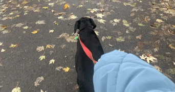 adélaïde pet sitter à LEZENNES 59260_3