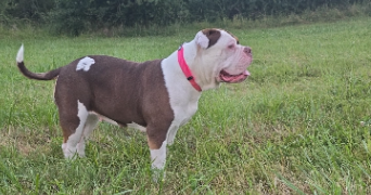 catia pet sitter à NEUWILLER LES SAVERNE 67330_2