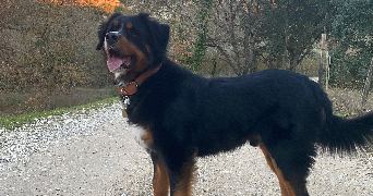 Aurelie  pet sitter à Robion 84440_2