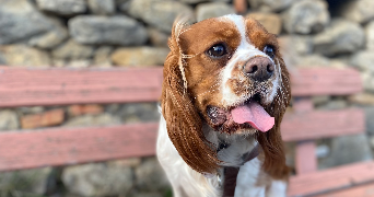 sophie pet sitter à NICE 06000_6