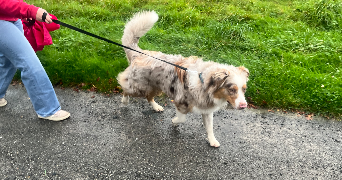 elodie pet sitter à SOULLANS 85300_4