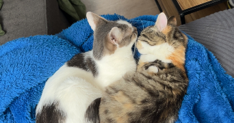 marie-claire pet sitter à CAMBRAI 59400_2