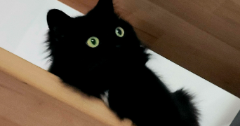 aurelie pet sitter à SALLES 33770_0