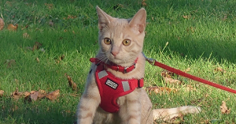 maëla pet sitter à BEGLES 33130_1