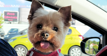sahra pet sitter à SARTROUVILLE 78500_1