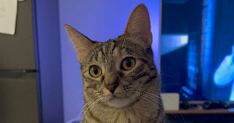 cindy pet sitter à MARIGNANE 13700_2