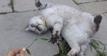 louna pet sitter à REZE 44400_6