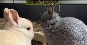 anaïs pet sitter à La Bresse 88250_4